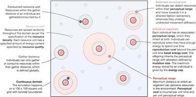 Exploring the Evolution of Perception: An Agent-Based Approach